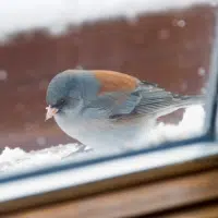 undgå at din varme slipper ud gennem vinduer og døre